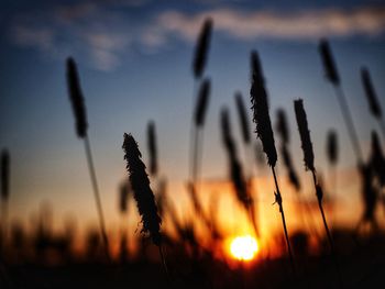 Close-up of silhouette plants on field against sunset sky