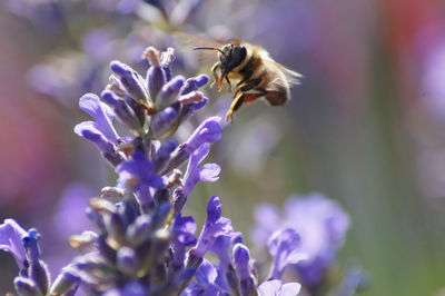 Close-up of bee pollinating on lavender