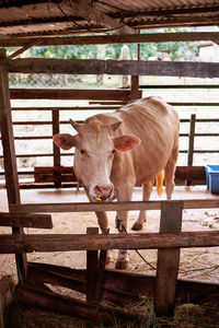 Cow standing in pen