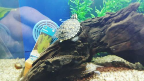 Close-up of turtle in water