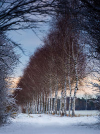 Bare trees on snow covered field against sky