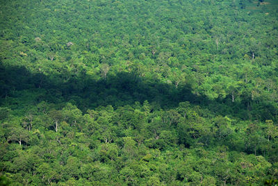 Trees on grassy field