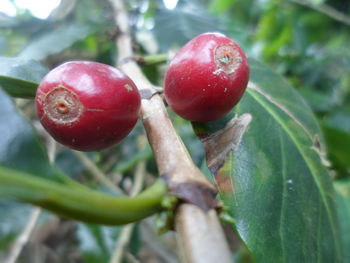 Close-up of cherries on tree