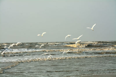 Seagulls flying over sea