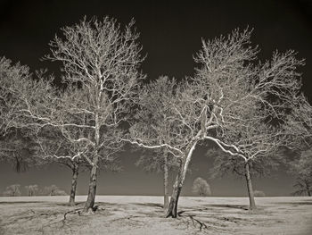 Bare trees against sky at night