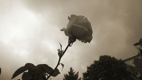 Close-up of flower against sky