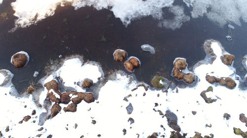 High angle view of ducks in water