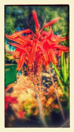 Close-up of red flower against blurred background