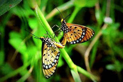 Close-up of butterfly pollinating flower