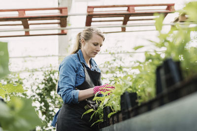 Low angle view of female gardener examining plants in greenhouse