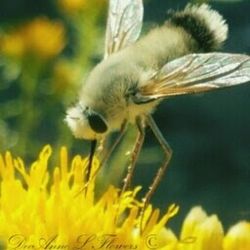 Close-up of insect on yellow flower