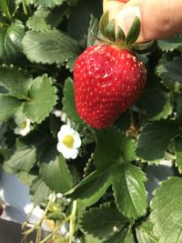 Close-up of strawberries on plant