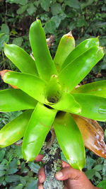 Close-up of leaves