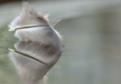 Close-up of a bird