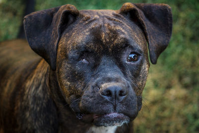 Close-up of boxer dog on field