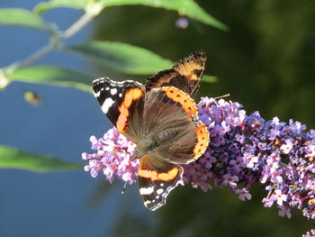 Close-up of butterfly pollinating on purple flower