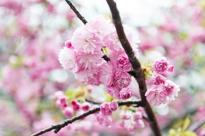 Close-up of cherry blossoms