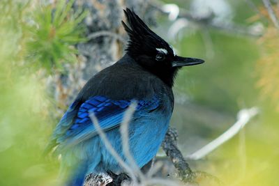 Close-up of bird perching on a branch