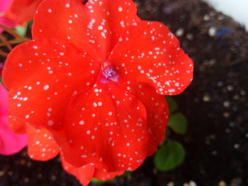 Close-up of red flowers