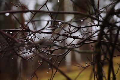 Close-up of bare tree branches