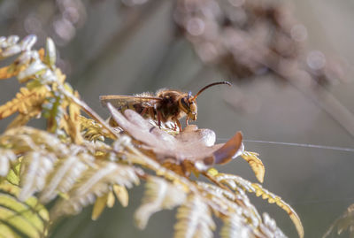 Close-up of bee pollinating flower