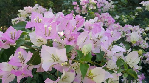 Close-up of pink flowering plant