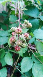 Close-up of berries growing on tree