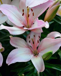 Close-up of pink flower