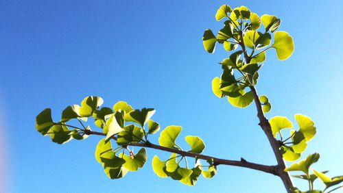 Low angle view of tree against clear blue sky