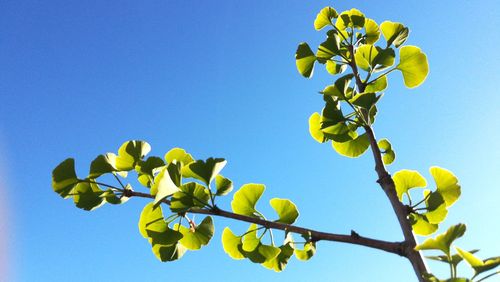 Low angle view of tree against clear blue sky