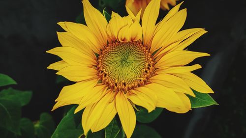 Close-up of yellow flower