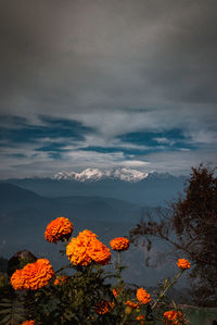 Scenic view of orange flowers against sky