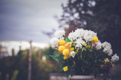 Close-up of yellow flowers against blurred background