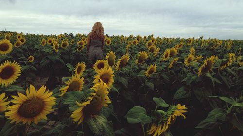 Full frame shot of sunflower field against sky