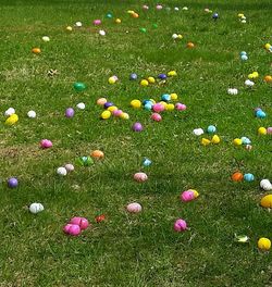 Flowers growing on grassy field