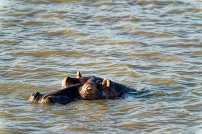 Hippo in the water