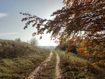 Road amidst trees against sky