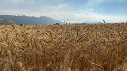 Scenic view of wheat field against sky