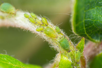 Close-up of spider on plant
