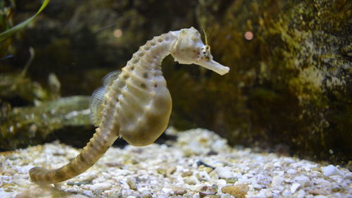 Close-up of sea horse in aquarium