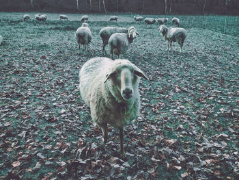 Sheep standing in a field