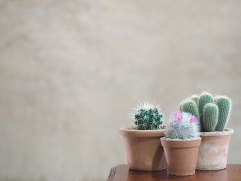 Close-up of potted cactus plant against wall