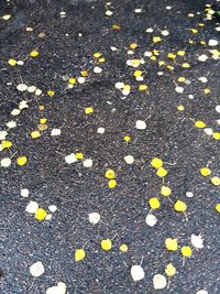 High angle view of small fallen on road