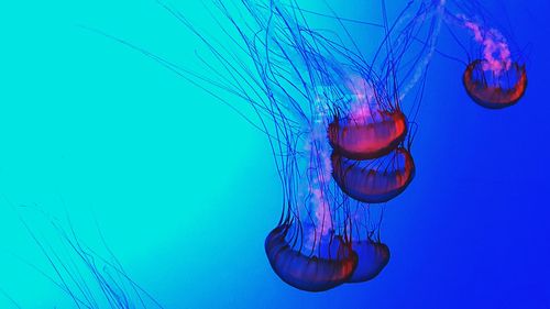 Close-up of jellyfish against blue background