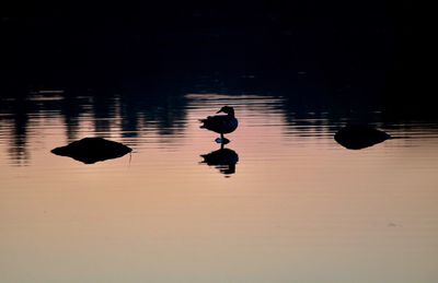 Silhouette ducks swimming on lake during sunset