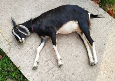 High angle view of dog sleeping