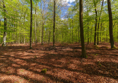 Scenic view of forest