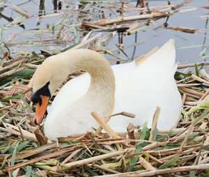 Close-up of white bird