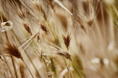 Close-up of stalks in field