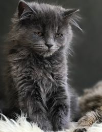 Close-up portrait of a cat